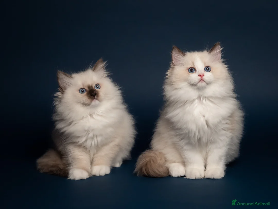 Immagine della galleria {{count}}