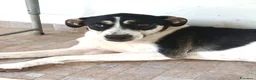Meticcio cani in regalo: Luna cerca casa  - Annuncio 2