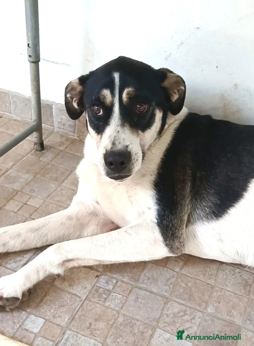 Meticcio cani in regalo: Luna cerca casa  - Annuncio 2