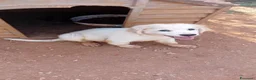 Meticcio cani in regalo: rosamaria - Annuncio 2