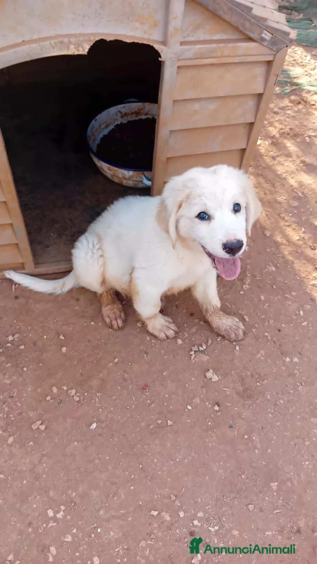 Meticcio cani in regalo: rosamaria - Annuncio 2
