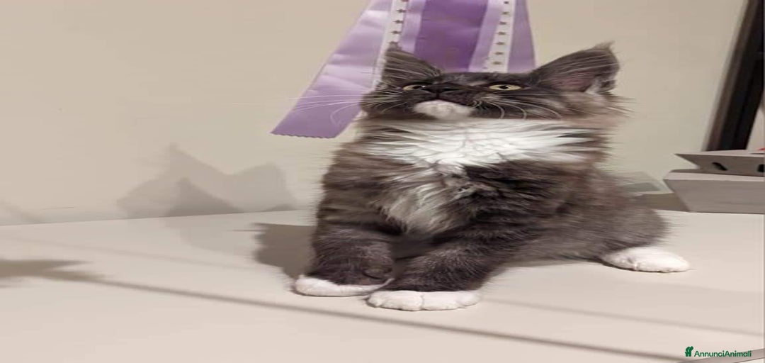 Immagine della galleria {{count}}