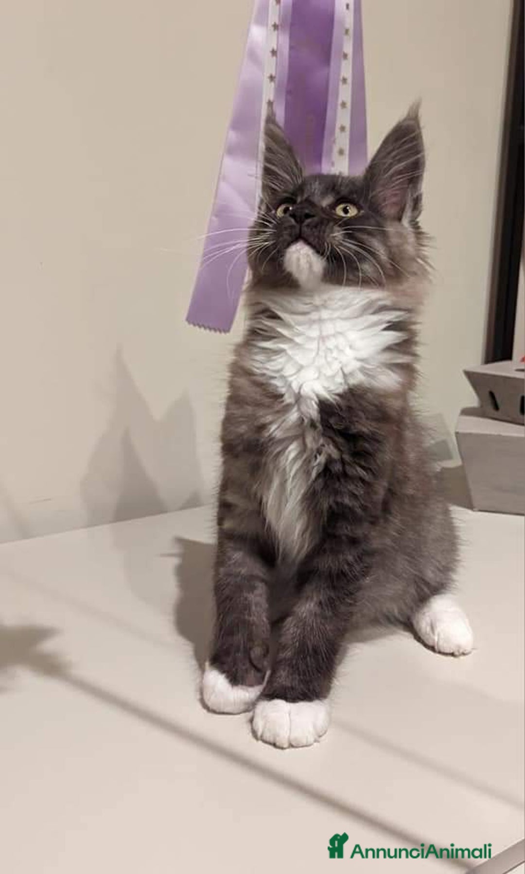 Immagine della galleria {{count}}