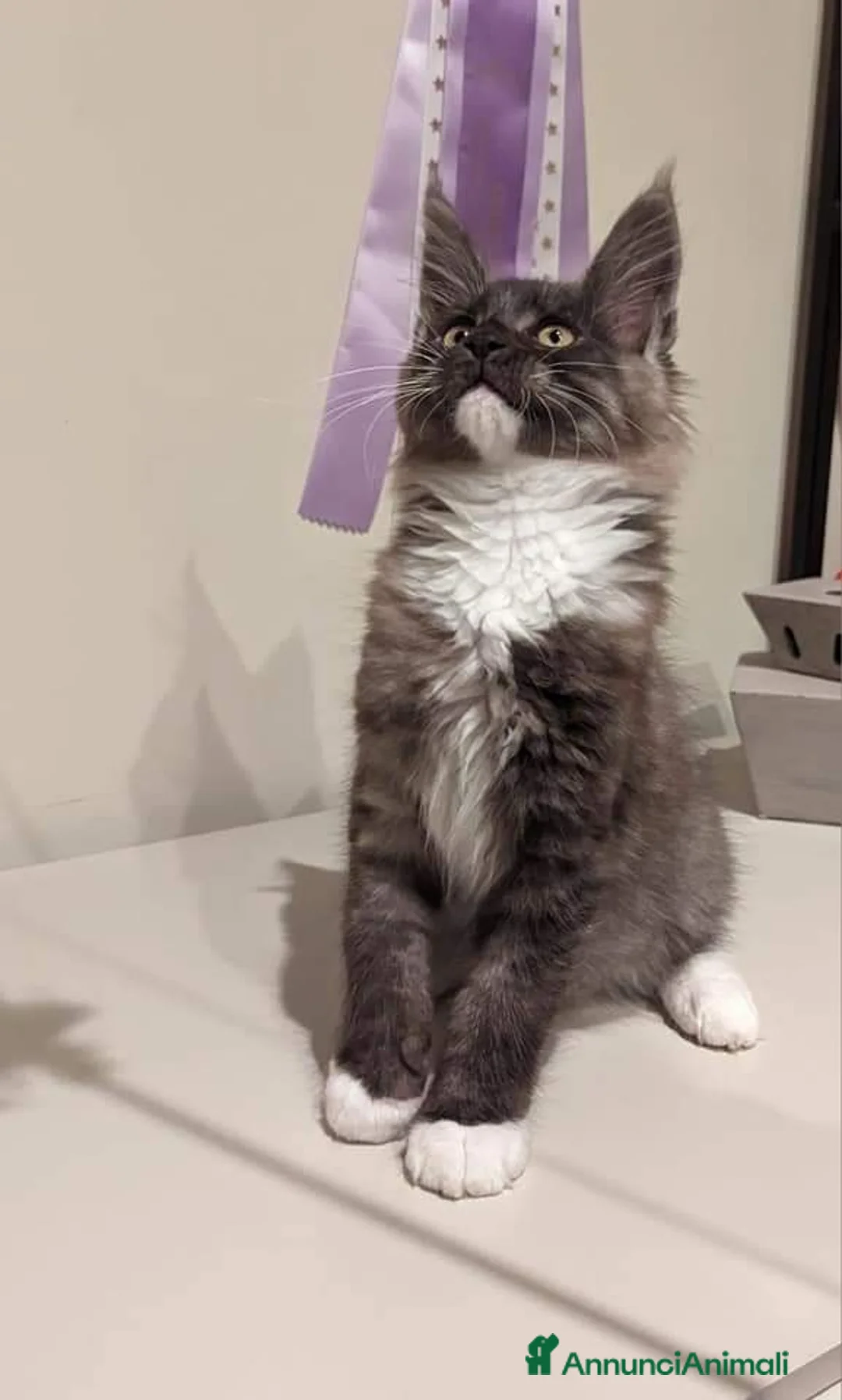 Immagine della galleria {{count}}