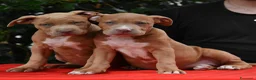 American Bully cani in vendita: Cucciole di American Bully XL. - Annuncio 5