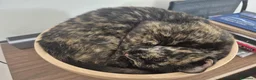 Meticcio gatti in regalo: Gaia, 8 anni, tartarugata; cerca casa - Annuncio 4