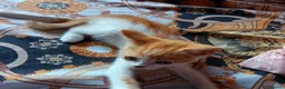 Altre razze gatti in regalo: Gattini in cerca di una casa a Provincia di Frosinone - Annuncio 4