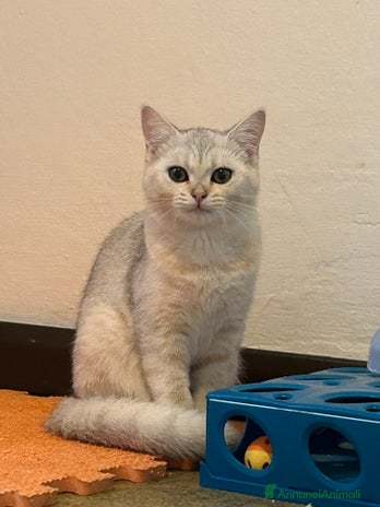 British gatti - Annuncio 11