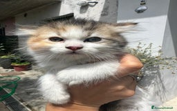 Persiano gatti in vendita: Gattine persiane normotipo  a Provincia di Reggio Emilia - Immagine 5
