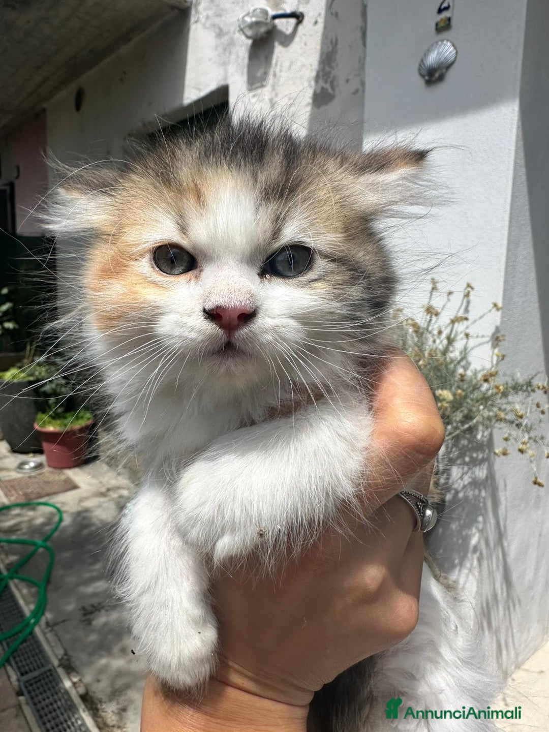 Persiano gatti in vendita: Gattine persiane normotipo  a Provincia di Reggio Emilia - Immagine 5