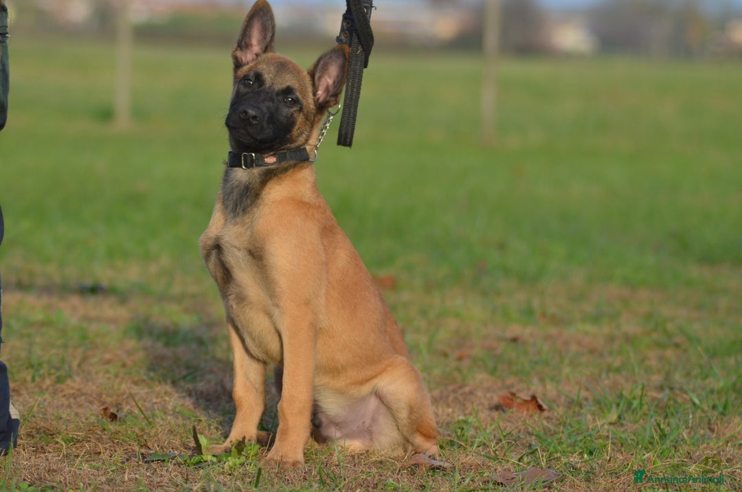 Pastore Belga cani in vendita: Cucciolo maschio malinois  - Annuncio 2