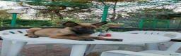 Pastore Belga cani in vendita: Cucciolata Pastore Belga Malinois in Italia  - Annuncio 5