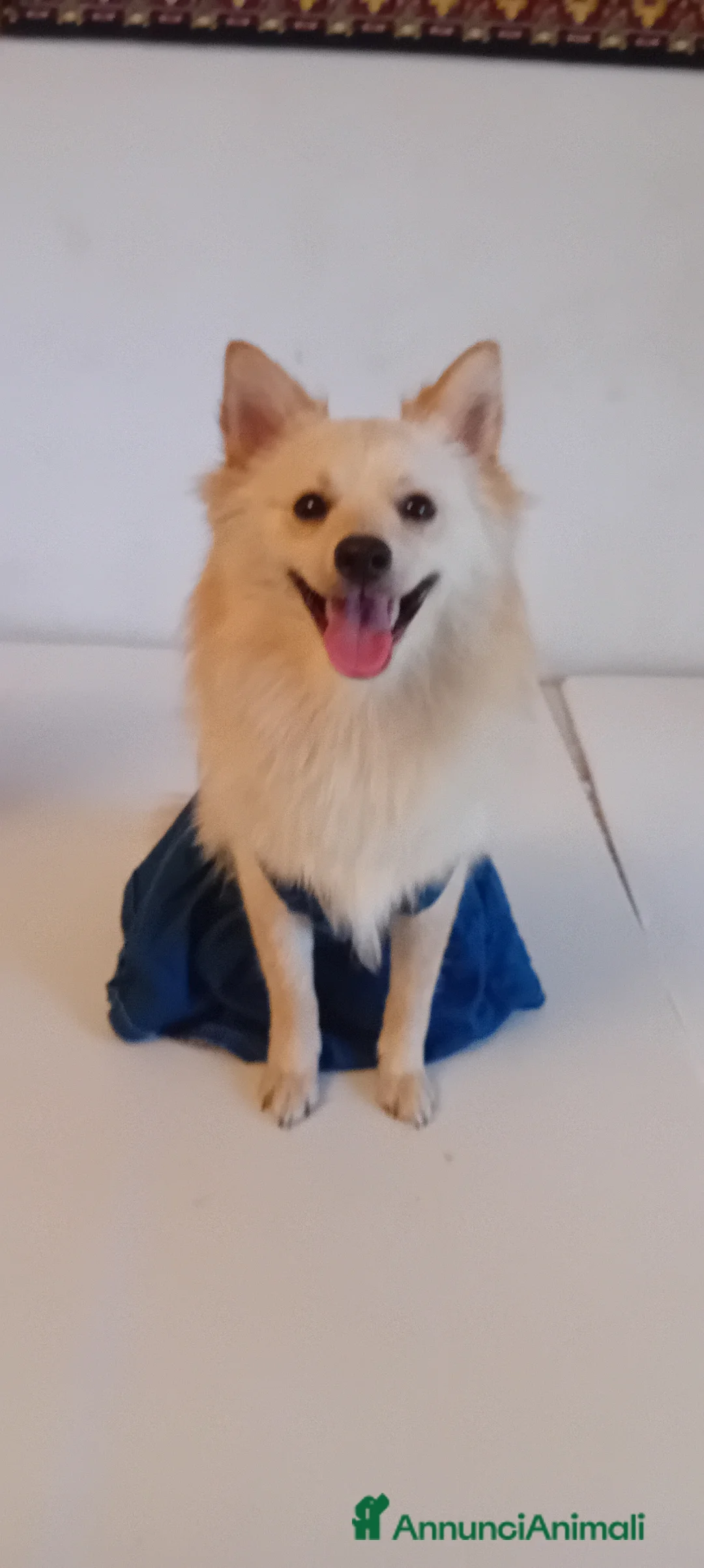 Volpino Italiano cani in vendita: Cane in vendita  a Città metropolitana di Milano - Annuncio 2