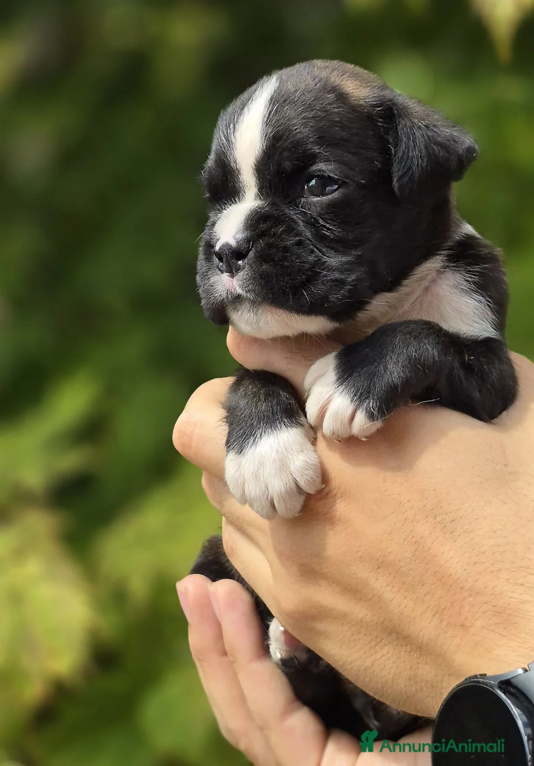 Boxer cani in vendita: Boxer cuccioli - Annuncio 1
