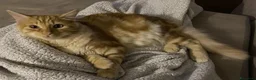 Europeo gatti in regalo: ELVIS - 4 ANNI DOLCISSIMO a Città metropolitana di Milano - Annuncio 5