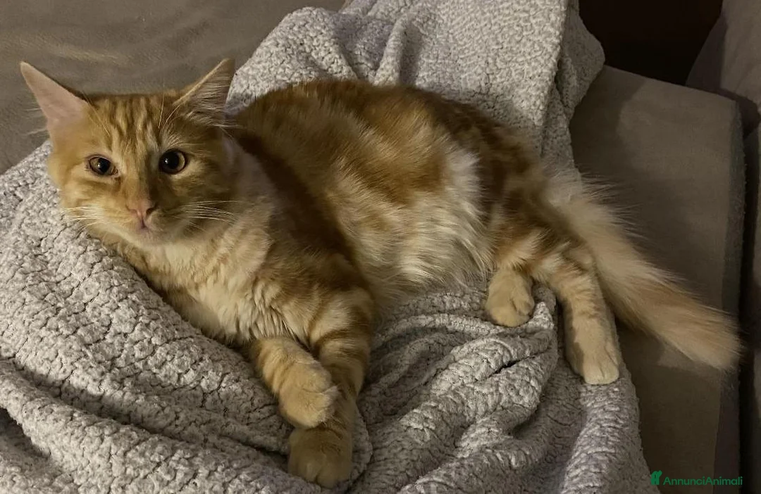 Europeo gatti in regalo: ELVIS - 4 ANNI DOLCISSIMO a Città metropolitana di Milano - Annuncio 5