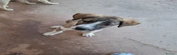 Pastore Asia Centrale cani in regalo: Cuccioli maschi Pastore Asia Centrale a Provincia di Lecce - Annuncio 4