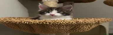 Ermes 