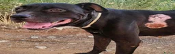 Pitbull cani in regalo: Yuma Pitbull buona,salvata 1anno fa,in canile SUD  - Annuncio 9