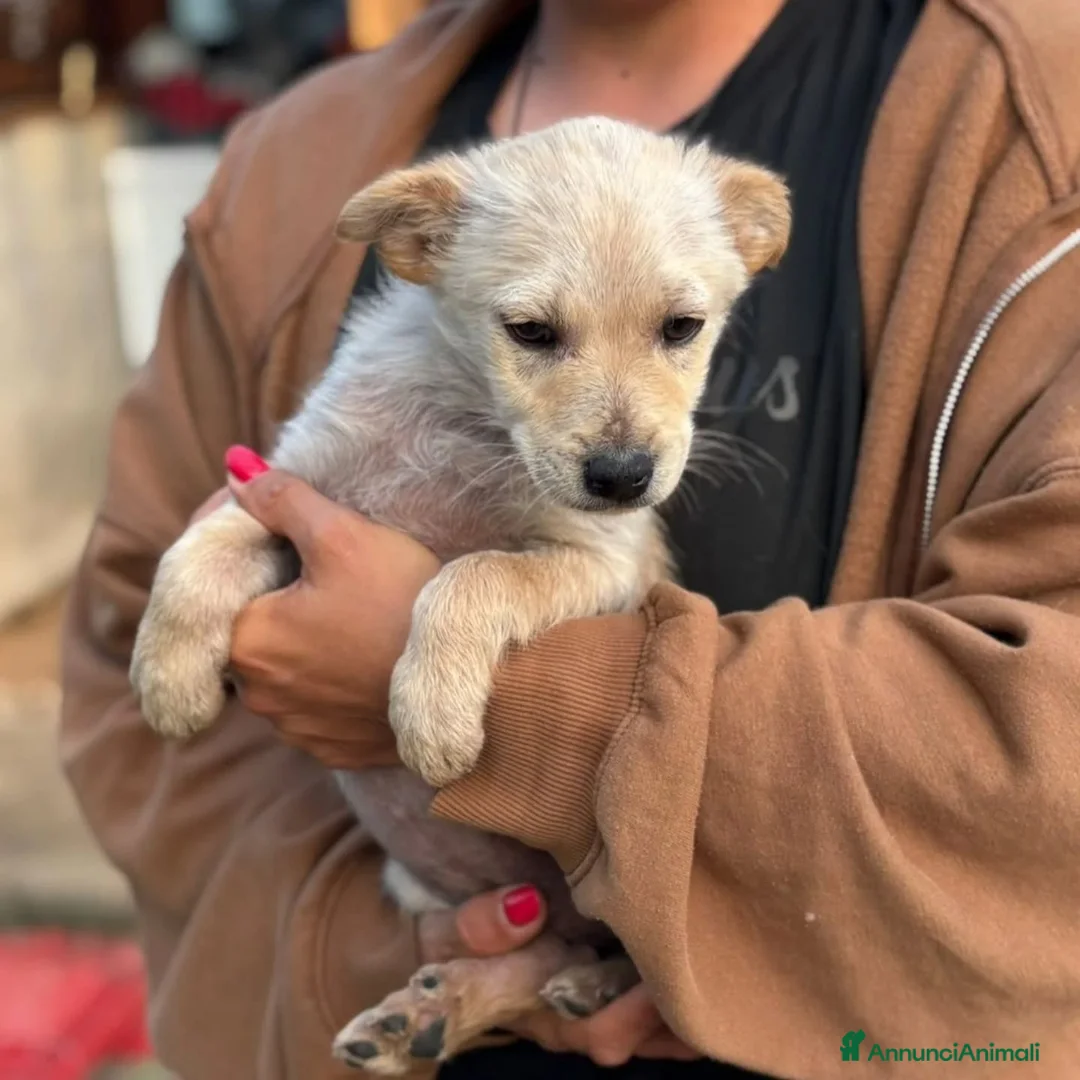 Meticcio cani in regalo: CAPPUCCINO cucciolo 3 mesi cerca casa - Annuncio 2