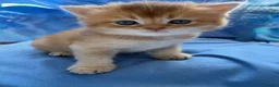 Scottish gatti in vendita: Splendidi cuccioli Scottish Fold e Straight - Annuncio 18