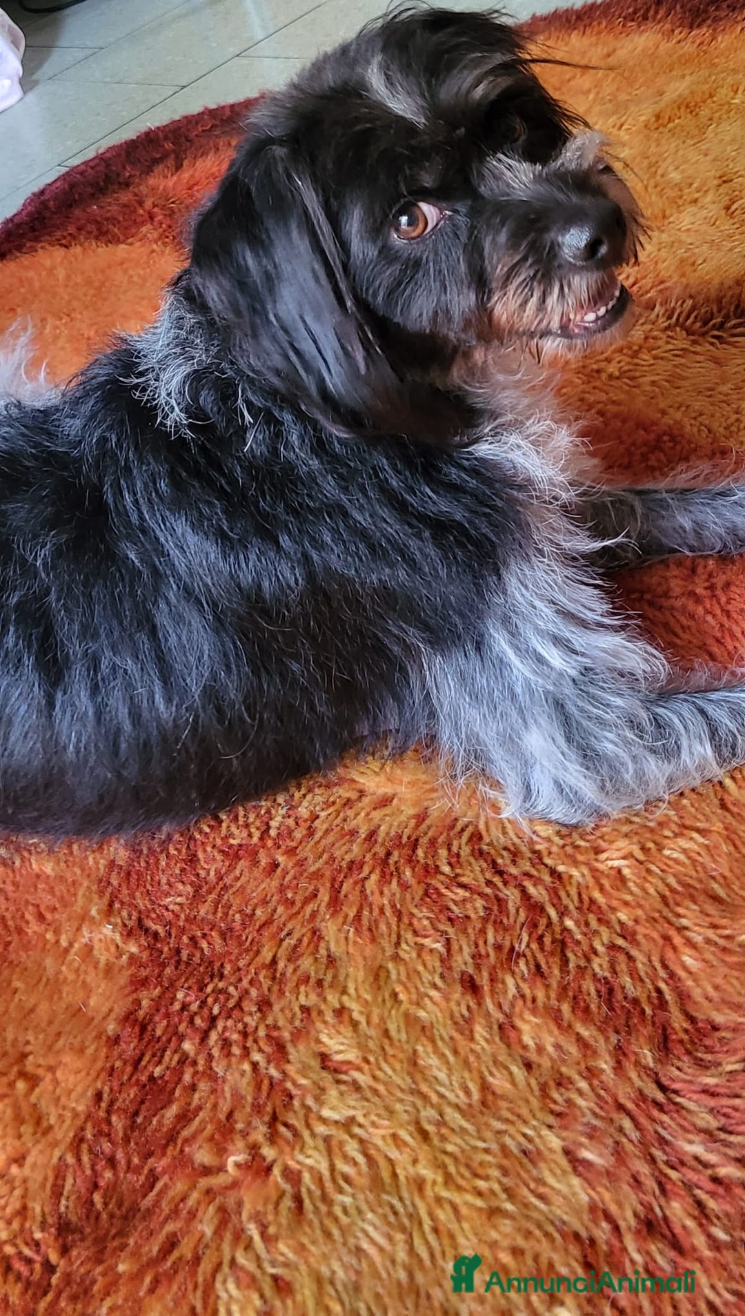 Meticcio cani in regalo: Mia 5anni mix spinoncina tg media MILANO - Annuncio 5