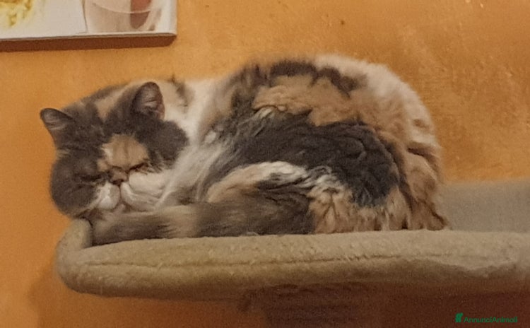 Persiano gatti a Città Metropolitana di Torino - Annuncio 2
