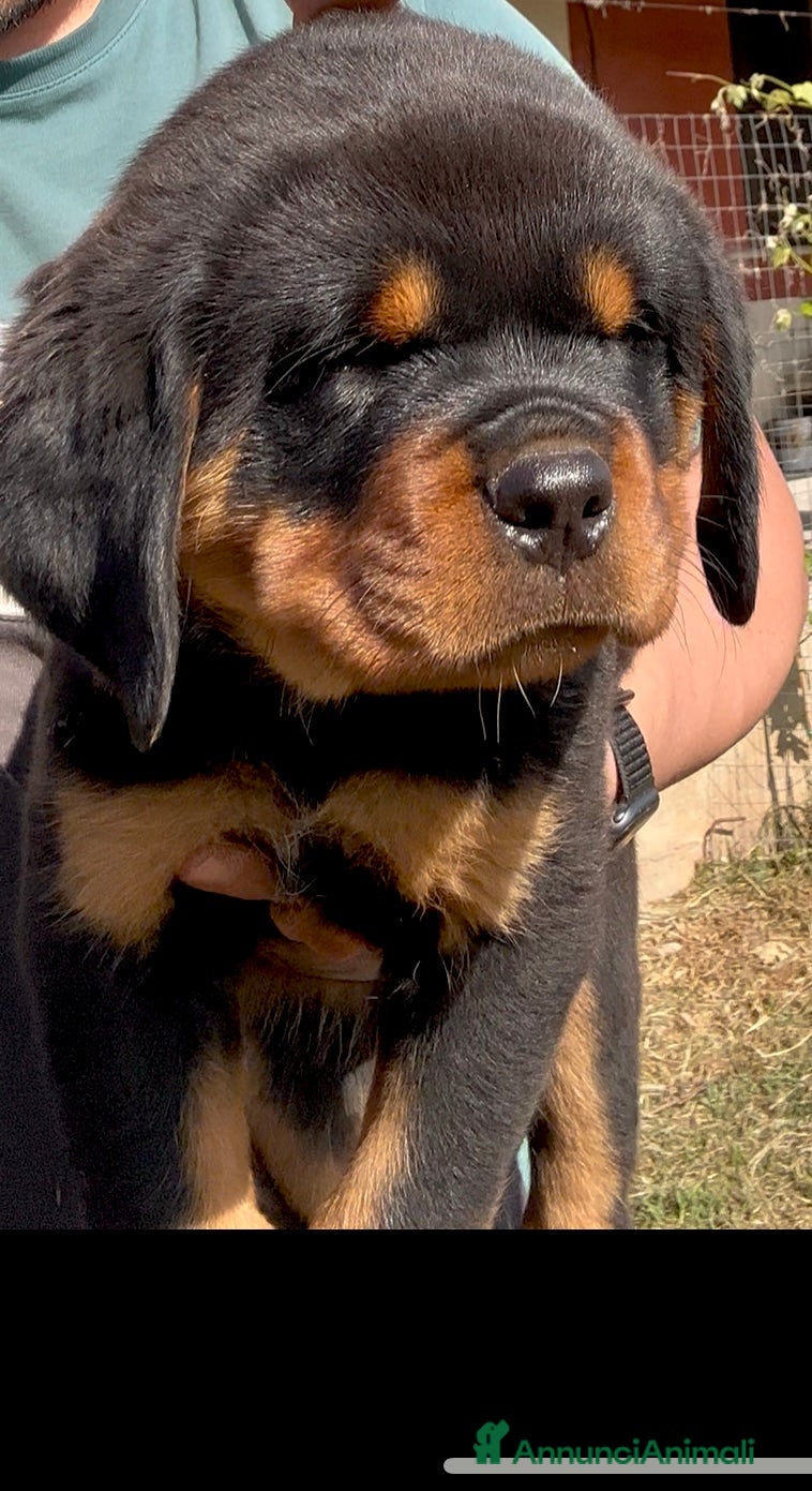 Rottweiler cani Rottweiler - Annuncio 2