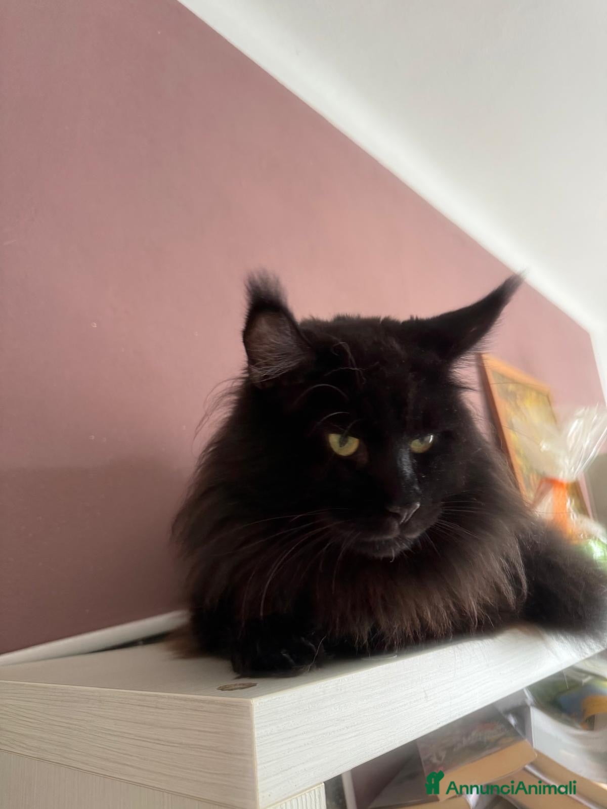 Maine Coon gatti Cerco femmina per il mio Maine Coon Nero  - Annuncio 20