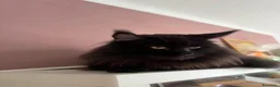 Maine Coon gatti per accoppiamento: Cerco femmina per il mio Maine Coon Nero  - Annuncio 1