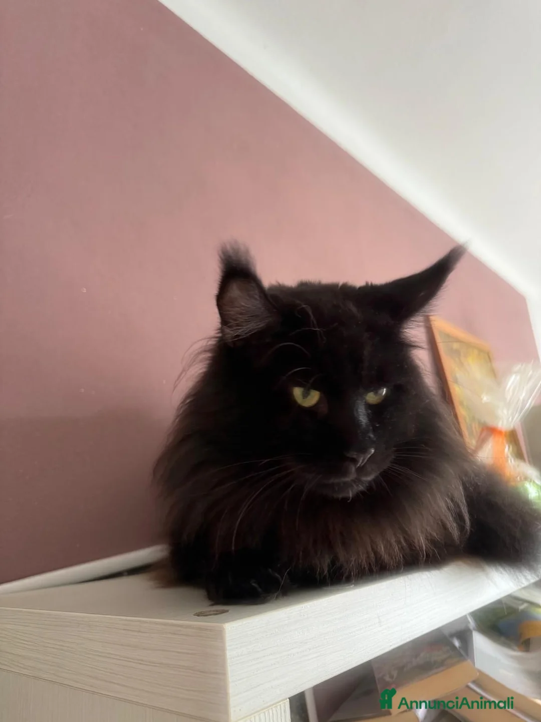 Maine Coon gatti per accoppiamento: Cerco femmina per il mio Maine Coon Nero  - Annuncio 1