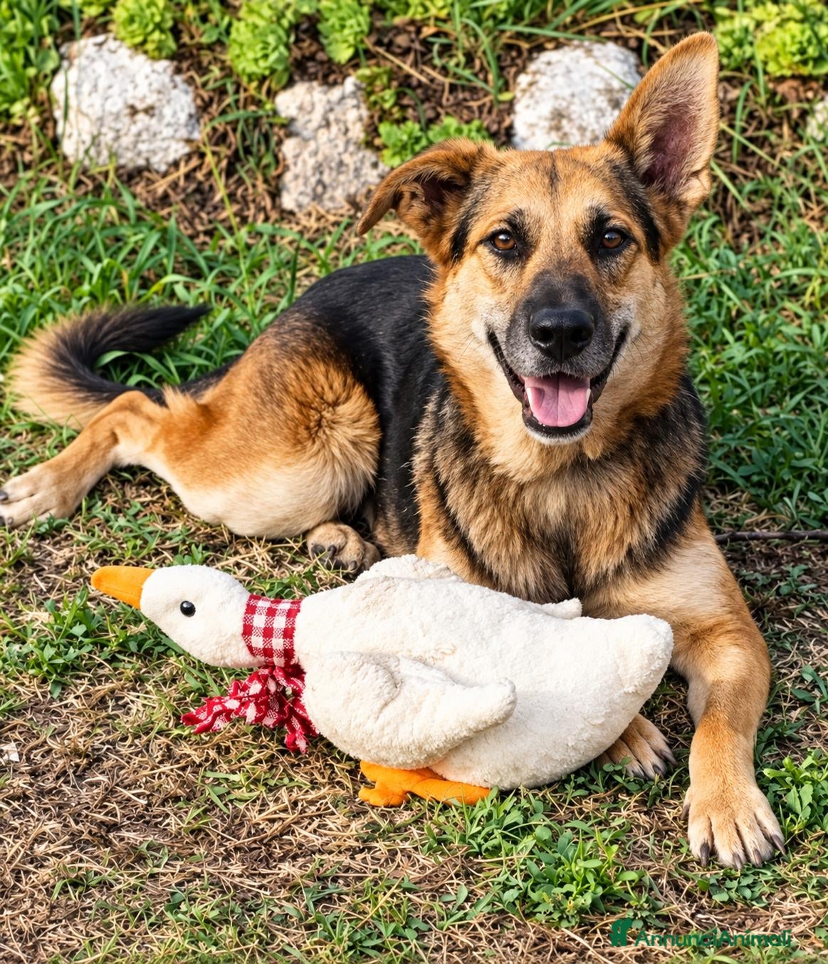 Meticcio cani Gioia, simil pastore tedesco! (4anni) - Annuncio 4