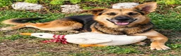 Meticcio cani in regalo: Gioia, simil pastore tedesco! (4anni) - Annuncio 1