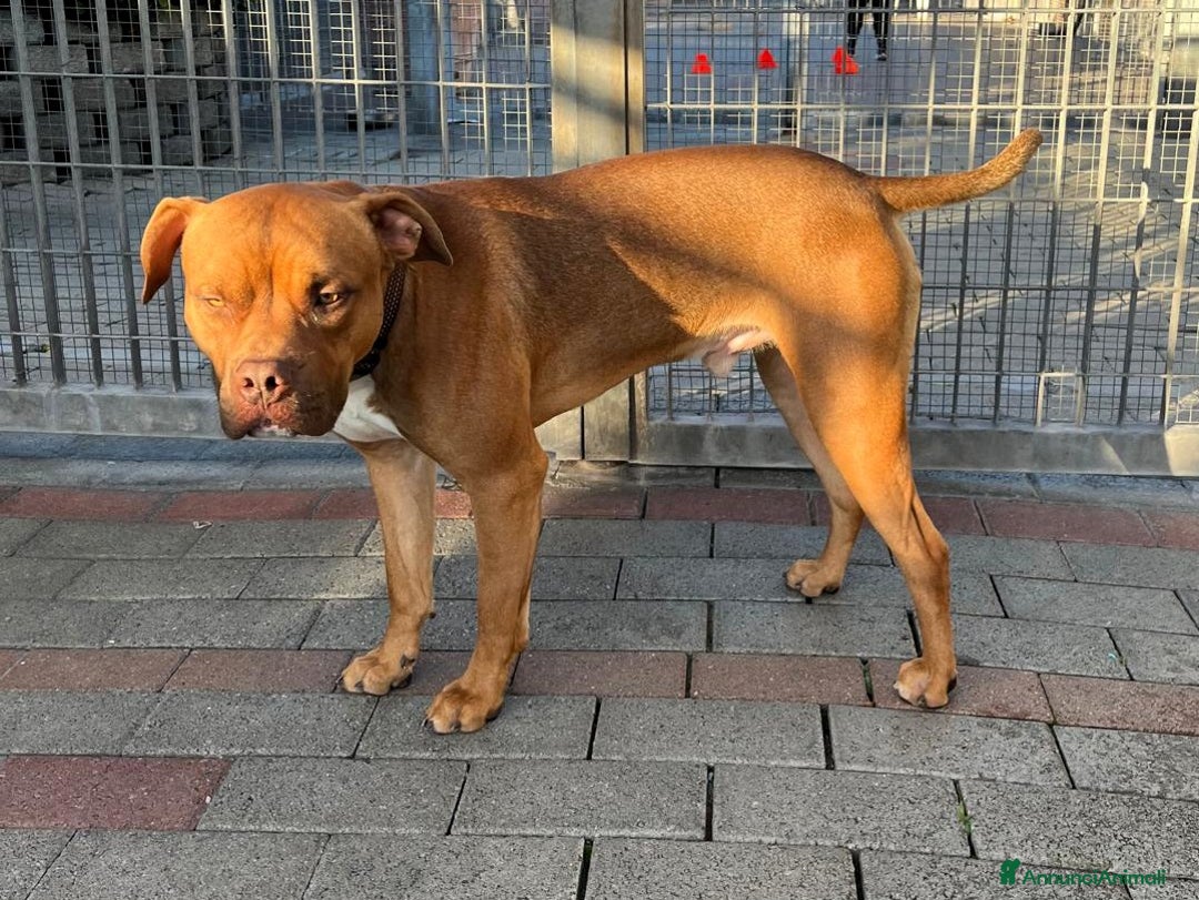 Meticcio cani in regalo: NILO CERCA CASA - Annuncio 5