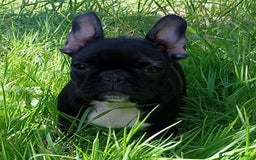 Bulldog Francese cani in vendita: Stupendi cuccioli bouledogue francese  a Provincia di Massa e Carrara - Immagine 5