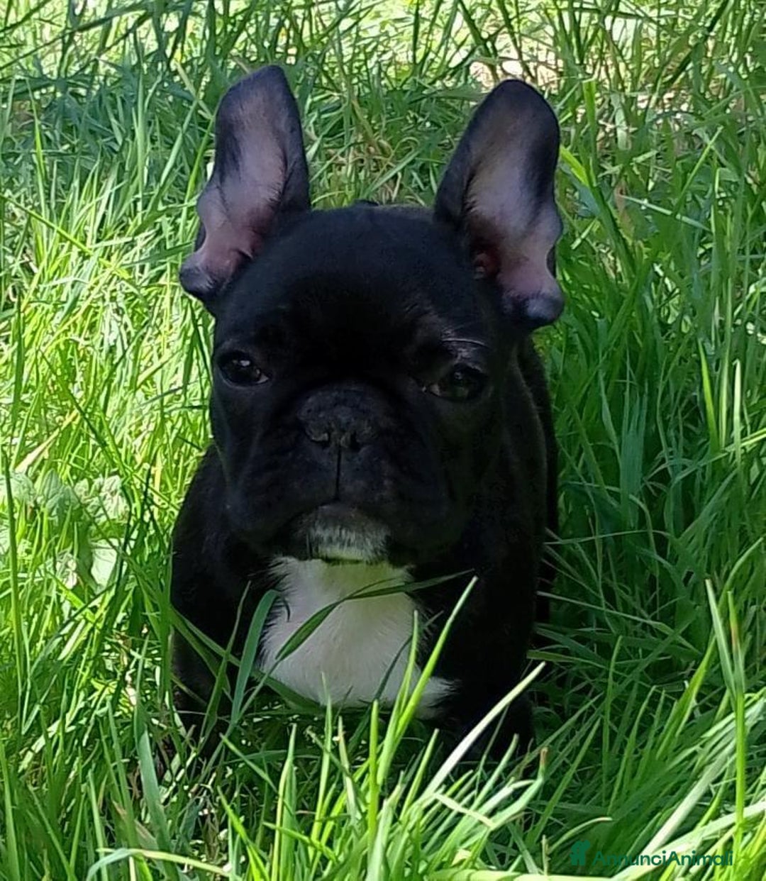 Bulldog Francese cani in vendita: Stupendi cuccioli bouledogue francese  a Provincia di Massa e Carrara - Immagine 5
