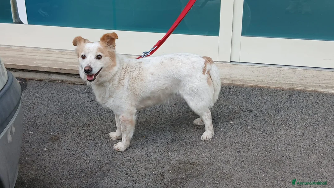 Meticcio cani in regalo: NONNA PESCA HA BISOGNO DI UNA CASA, IN ADOZIONE - Annuncio 4