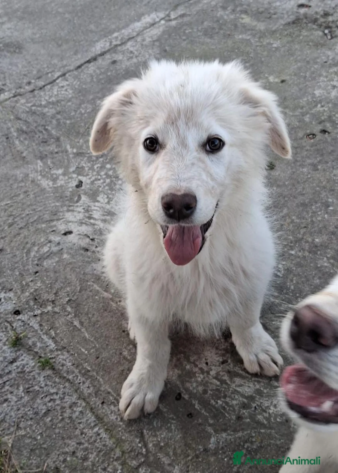 Meticcio cani in regalo: EROS 💙 - cucciolo taglia media/abbondante 🙏🏻 a Città metropolitana di Milano - Annuncio 6