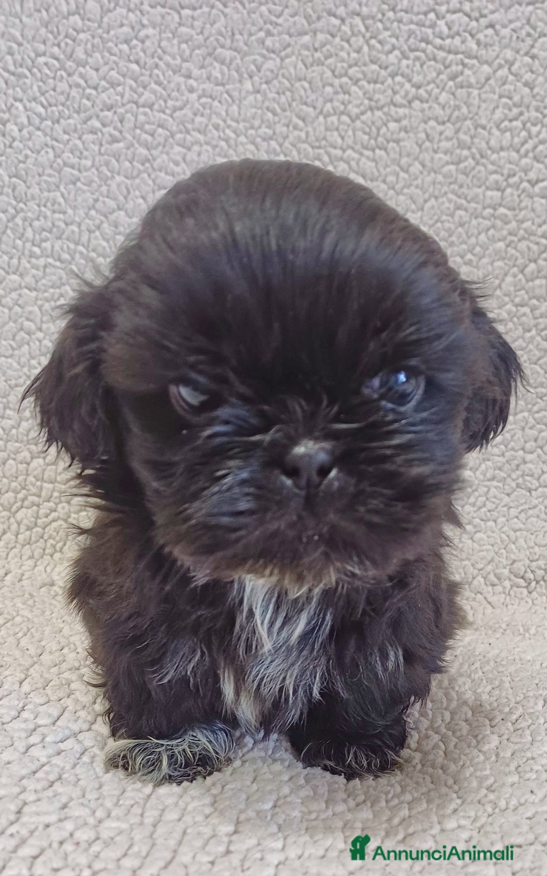 Shih Tzu cani in vendita: Cucciolo shih-tzu shitzu shihtzu  - Annuncio 4