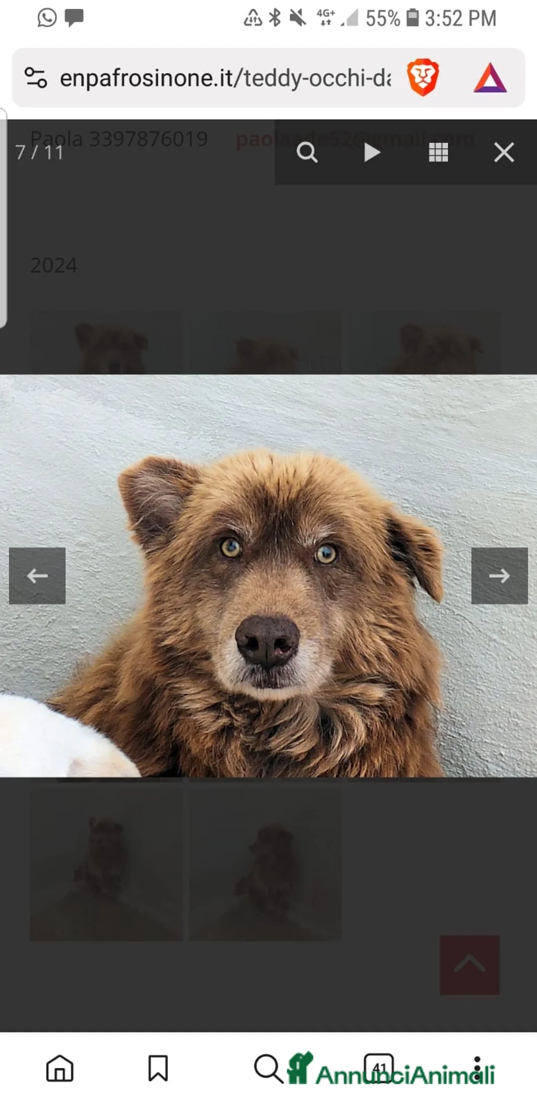 Meticcio cani in regalo: ADOZ.DEL💔:un orsetto,12anni x strada, timido dolc - Annuncio 7