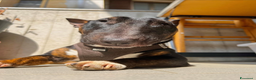 Bull Terrier Mini cani per accoppiamento: Bull Terrier Mini cerca femmina per accoppiamento - Annuncio 1