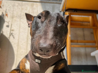 Bull Terrier Mini cani Bull Terrier Mini cerca femmina per accoppiamento - Annuncio 30