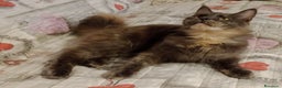 Maine Coon gatti in vendita: Maine Coon  - Annuncio 6