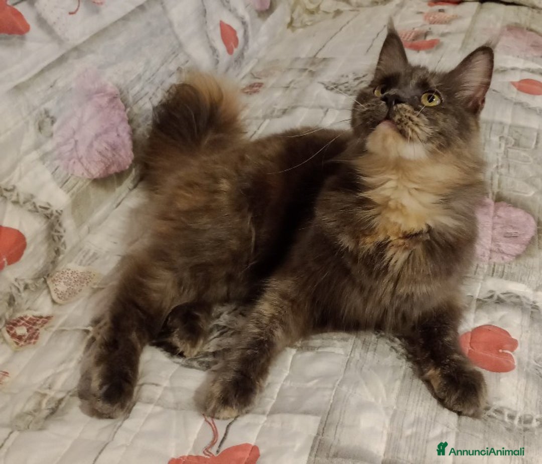 Maine Coon gatti in vendita: Maine Coon  - Annuncio 6