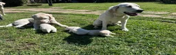 Labrador cani in vendita: Splendidi Cuccioli di Labrador - Annuncio 3