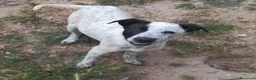 Meticcio cani in regalo: UNA MAMMA PER PEPA a Provincia di Varese - Annuncio 5