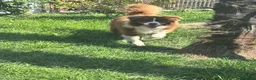 Border Collie cani in vendita: Border collie maschio - Annuncio 7