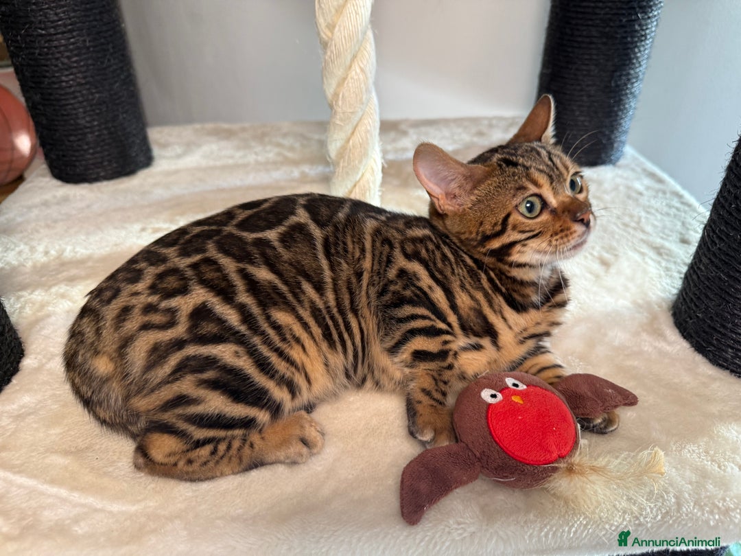 Bengala gatti in vendita: Gattina bengala brown spotted tabby  - Annuncio 23