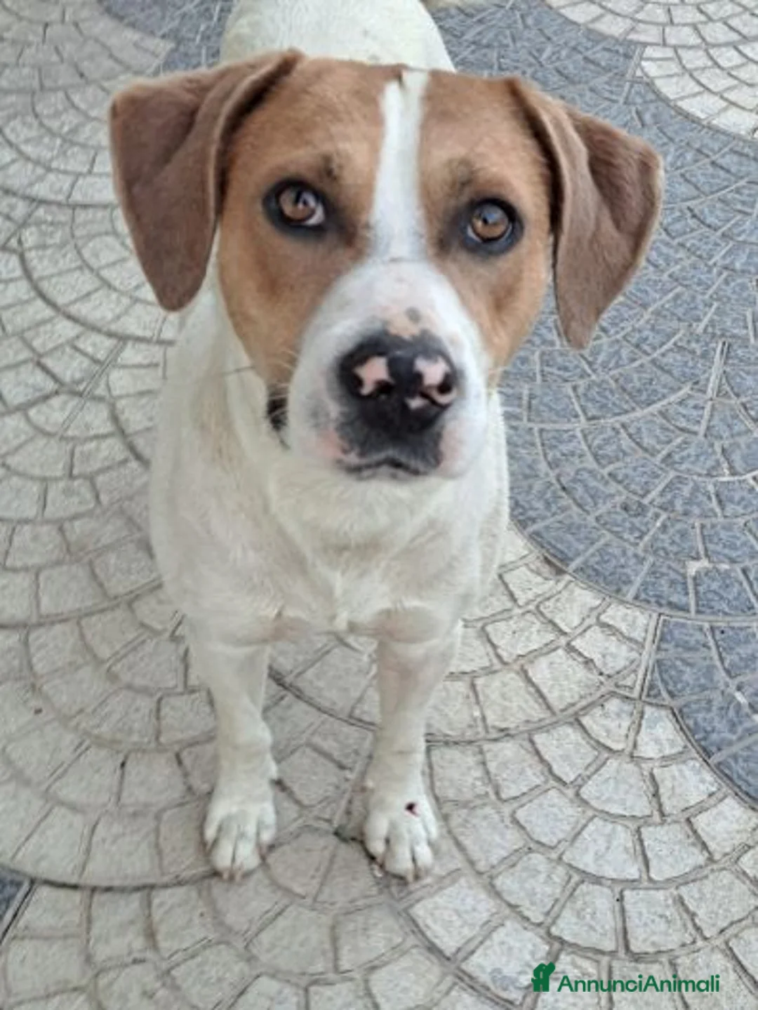 Meticcio cani in regalo: BEPPE un tenerone ottimo carattere a Città metropolitana di Milano - Annuncio 2