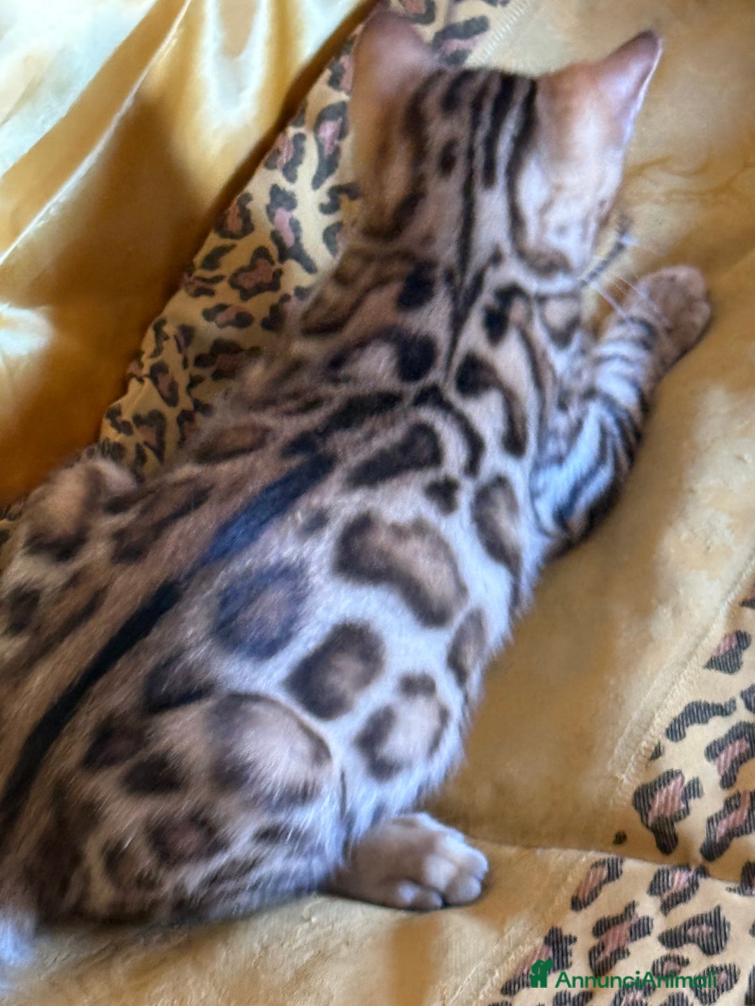 Bengala gatti in vendita: Bellissimi cuccioli  a Città metropolitana di Roma Capitale - Immagine 12